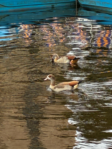 Egyptian Goose