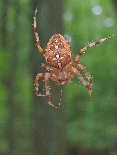 Cross Orbweaver
