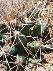 Coryphantha robustispina uncinata