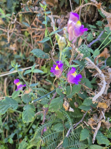 Linaria triornithophora, photograph 1