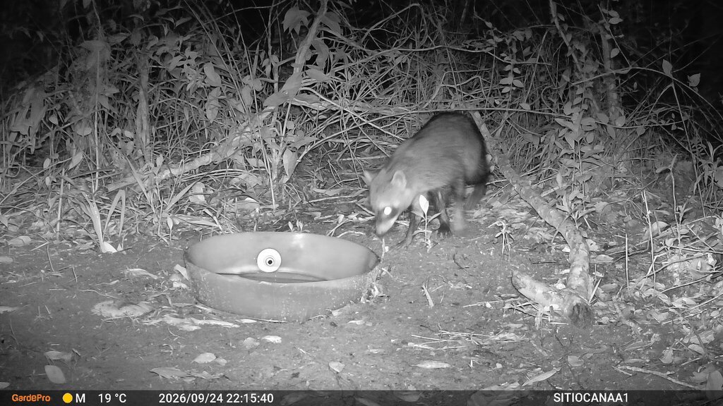 Crab-eating raccoon (Procyon cancrivorus) caught by the night camera at Sítio Canaã, Santa Teresa, Brazil