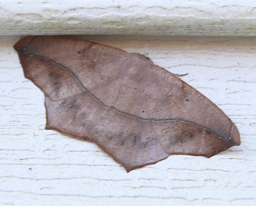 Large Maple Spanworm Moth