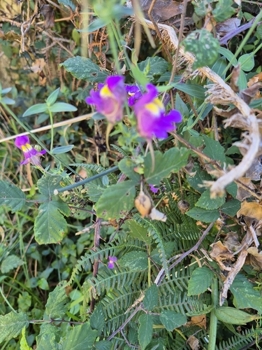 Linaria triornithophora, photograph 2