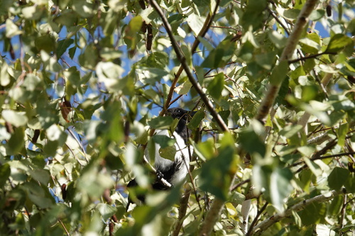 Eurasian Magpie