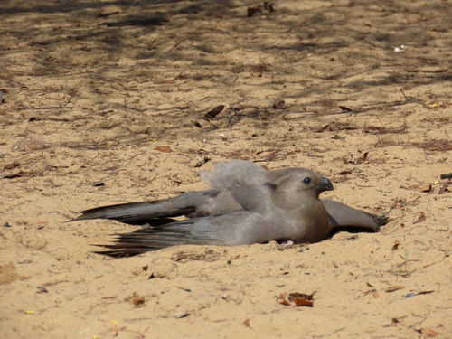 Grey Go-away-bird