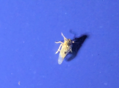 Delphacodes, 2026-09-13