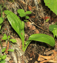 Platanthera densa