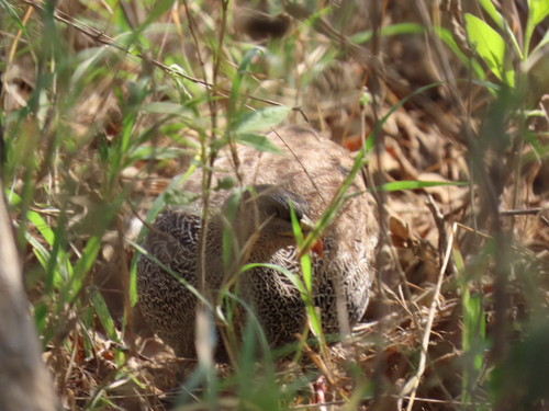 Natal Spurfowl