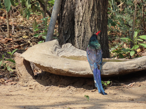 Green Woodhoopoe