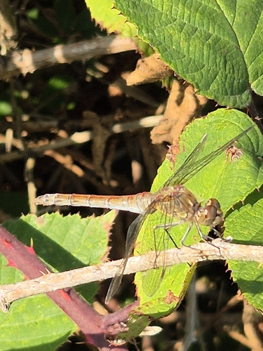 Common Darter