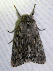 Brachionycha borealis