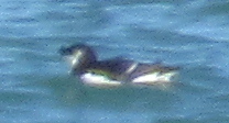 Razorbill
