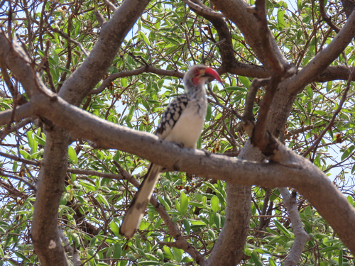 Southern Red-billed Hornbill