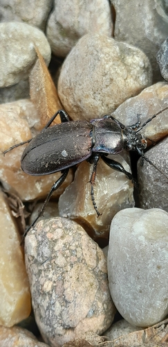 Bronze Ground Beetle