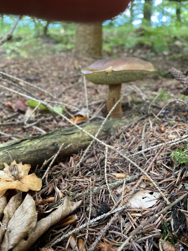 Bay Bolete