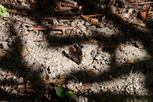 Old World Red Admiral