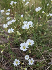 Cerastium arvense strictum