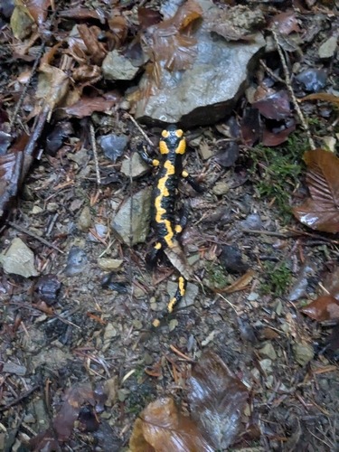 Fire Salamander