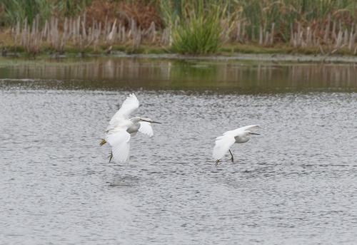 Snowy Egret