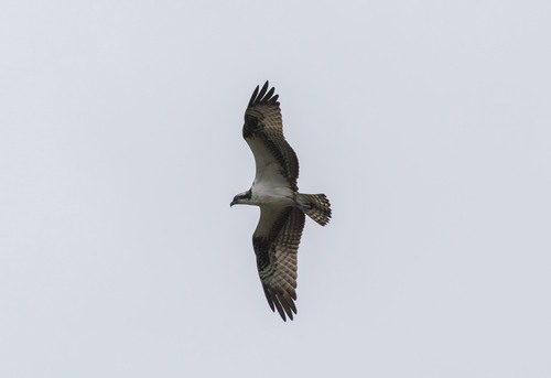 American Osprey