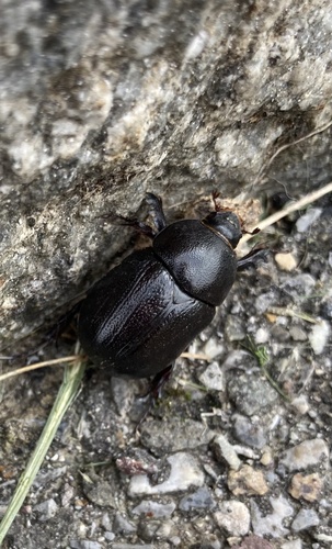 Pentodon bidens punctatus