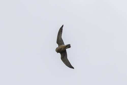 Merlin