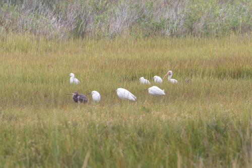 White Ibis