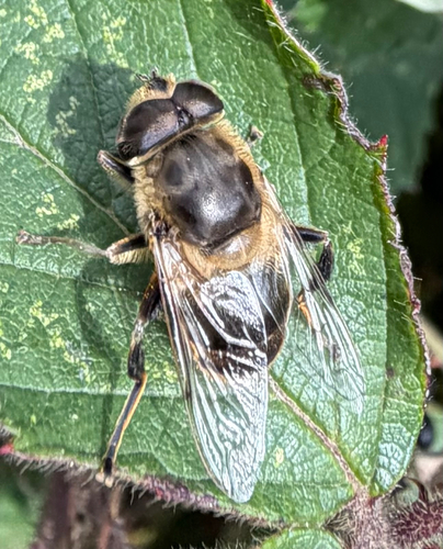 Common Drone Fly