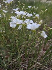 Cerastium arvense strictum