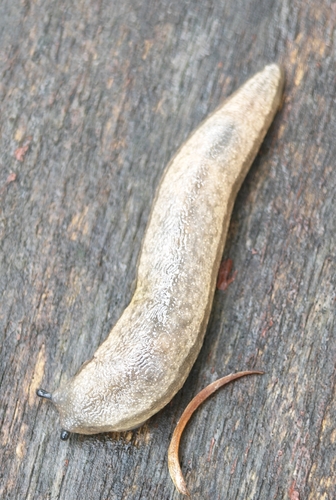 Chinese Slug