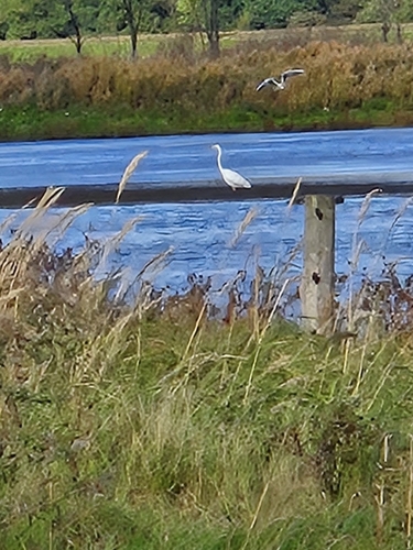 Great Egret