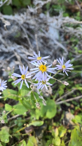 Eurybia macrophylla, photograph 2
