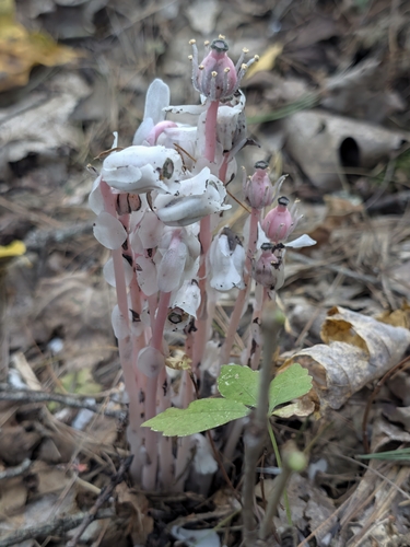 Ghost Pipe