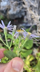 Eurybia macrophylla, photograph (c) Dan Riley, some rights reserved (CC BY)