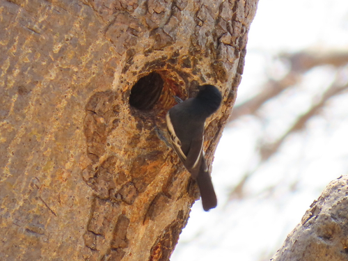 Southern Black Tit