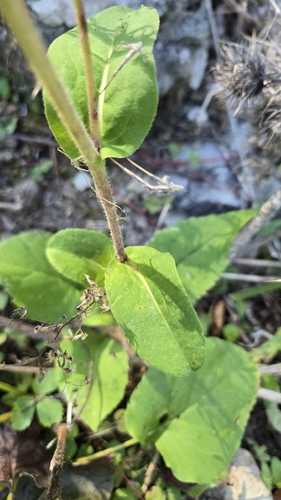 Eurybia macrophylla, photograph 4