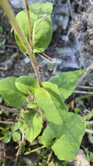 Eurybia macrophylla, photograph (c) Dan Riley, some rights reserved (CC BY)