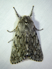 Brachionycha borealis