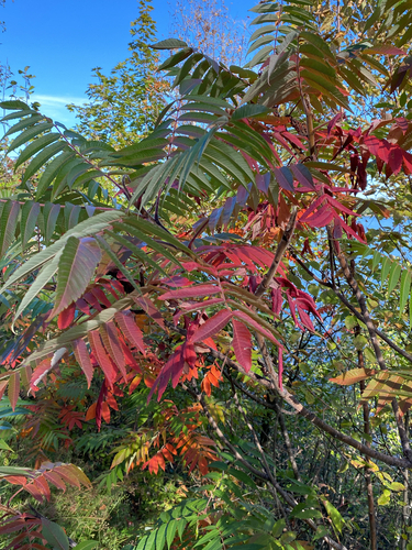 staghorn sumac