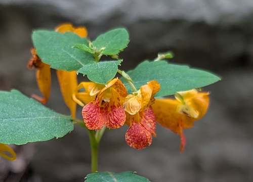 common jewelweed