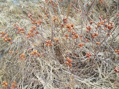 Myrica gale tomentosa