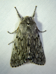 Brachionycha borealis