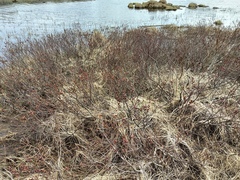 Myrica gale tomentosa