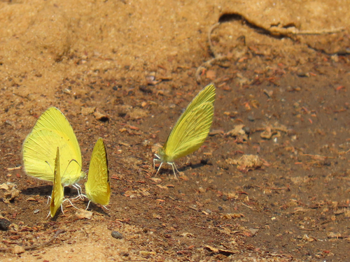 Broad-bordered Grass Yellow