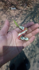 Pithecellobium dulce