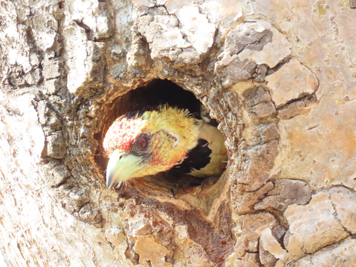 Crested Barbet