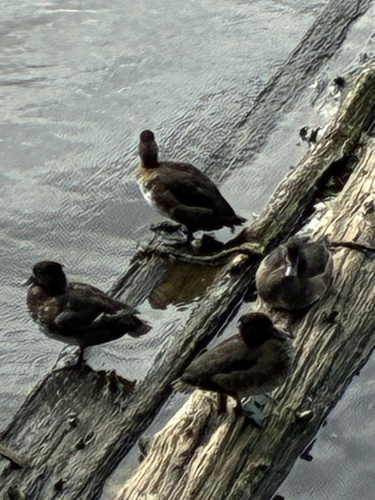Tufted Duck