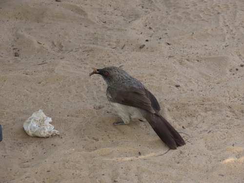 Arrow-marked Babbler