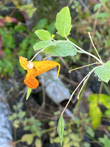 common jewelweed