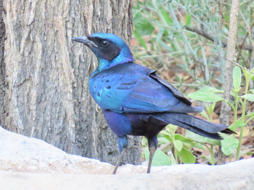 Burchell's Starling